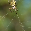argiope_05__9071488