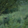 dsc1226_02-juin-2012