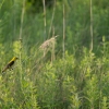 dsc1262_05-juin-2012