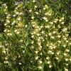 cypripedium-californicum-usa-ca