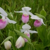 cypripedium-reginae_manitoulin-island-cdn