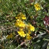 euphraise-de-christ_simplon-ch