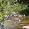 grand-heron_bruce-penninsula-cdn