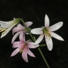 lilium-washingtonianum-usa-ca
