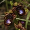 ophrys-miroir-gr-macedoine