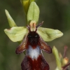 ophrys-mouche_bollenberg-68
