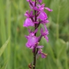 orchis-des-marais_rossfeld-67