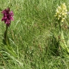 orchis-sureau_gioberney-05