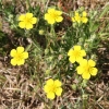 potentille-dalsace-68