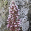 saxifrage-a-fleurs-nombreuses-f-mercantour