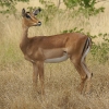 impala-botswana-2009