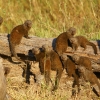 mangoustes-naines-botswana-2009