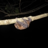 pipistrelle-commune-alsace-2011