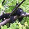 signe-hurleur-costa-rica-2007