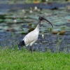 dsc_6361_5575