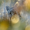 Leopard dans la foret de mopanes © Alain Balestreri