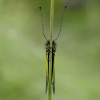 ascalaphe_gu29789a_net