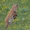 bouquetin_17_gf13564_net