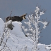 chamois_gf21284_net
