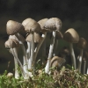 champignons_net