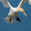 fou-de-bassan_gu33117_net
