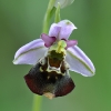 orchis_apifera_net