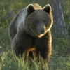 ours_gu13604a_net