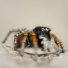 philaeus_chrysops_gu29091a_net