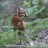 renard_gf13041_net