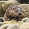 Loutre d'europe © Anthony Chuet