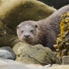 Loutre d'europe © Anthony Chuet