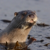 Loutre d'europe © Anthony Chuet