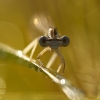 Libellule © Anthony Chuet