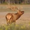 01 Cerf Wapiti [Wyoming] © Bruno Lelièvre