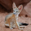 14 Renard du désert [Arizona] © Bruno Lelièvre