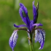 Iris de Sibérie © Charles Metz