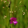 Glaieul des marais © Charles Metz