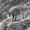 Chamois © Etienne Sipp