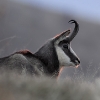 Chamois © Etienne Sipp