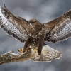 Buse variable © Etienne Sipp