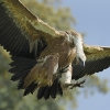 Vautour fauve © Etienne Sipp