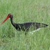 Cigogne noire © Etienne Sipp