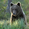 Ours brun © Etienne Sipp