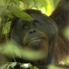 Orang-outang sauvage à Bornéo