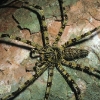 Une araignée chasseuse ( Malaisie) © Jean Barbery