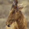 Bubale au parc national de Addo (Afrique du sud) © Jean Barbery