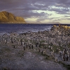 Colonie de manchots du Cap à Betty’s bay (Afrique du sud) © Jean Barbery