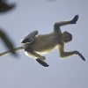 Saut d’une femelle nasique dans la canopée au bord de la rivière Kinabatangan (Bornéo) © Jean Barbery