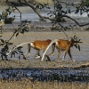 Une troupe de nasiques au parc national de Bako (Bornéo) © Jean Barbery