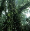Un avocatier dans une forêt de montagne (Costa Rica) © Jean Barbery